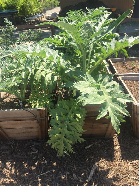 Almost ready to harvest (artichoke) : r/gardening