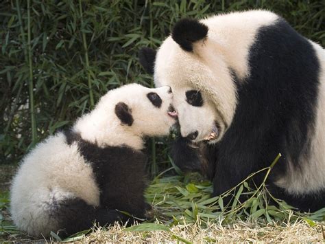 Panda Cubs Wallpapers - Wallpaper Cave