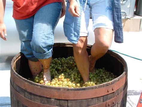 Barefoot Grape Stomping | Four Sisters Winery