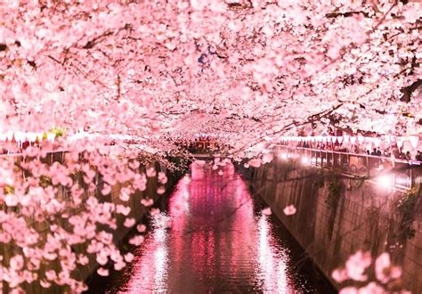 2024 Meguro River blooming and full bloom dates for cherry blossoms