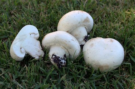 Setas Extremadura : Agaricus Bisporus