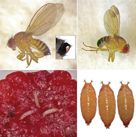 Characteristics of Dipteran Insects | IntechOpen