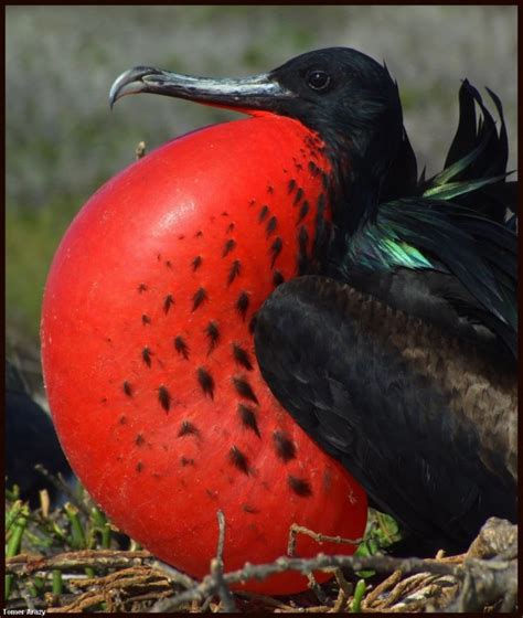 Galapagos Frigatebird? | kiwifoto.com