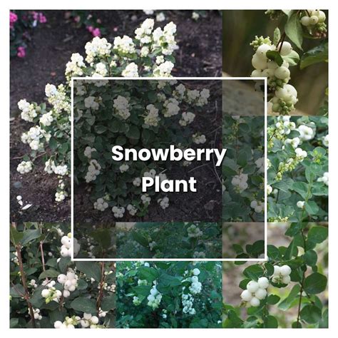 How to Grow Snowberry Plant - Plant Care & Tips | NorwichGardener