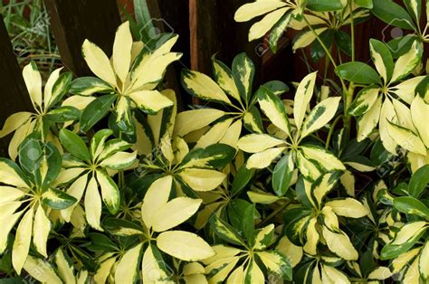 Variegated Green And Yellow Dwarf Umbrella Plant - Nestreeo.com