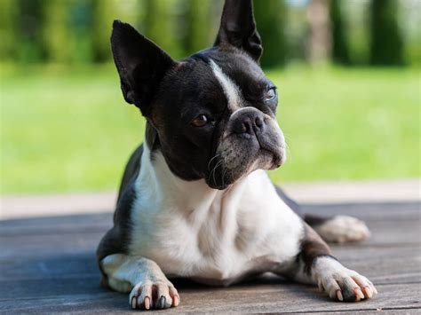 Boston Terrier - Dog Breed Guide | Spot®