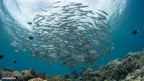 Schooling Fish Indonesia | Selayar Dive Resort