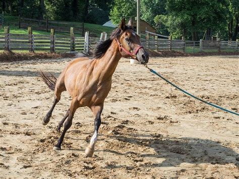 7 Tips For Safely Lunging Your Horse