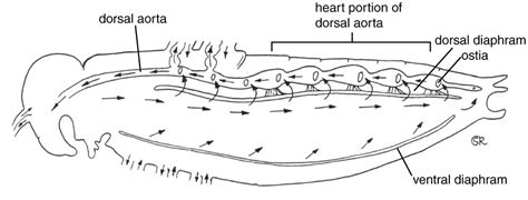 Morphology and anatomy of cockroach - BIOLOGY4ISC