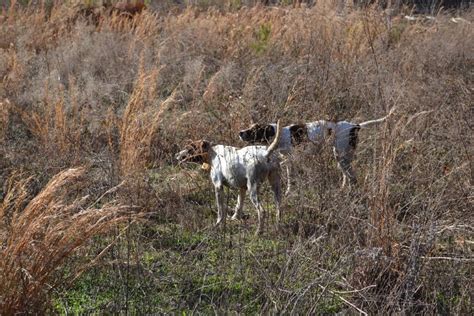 Georgia Quail Hunting Gallery | Quail Hunting Georgia