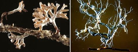 Why do plants need my mycorrhizae ？ | The Farming Forum