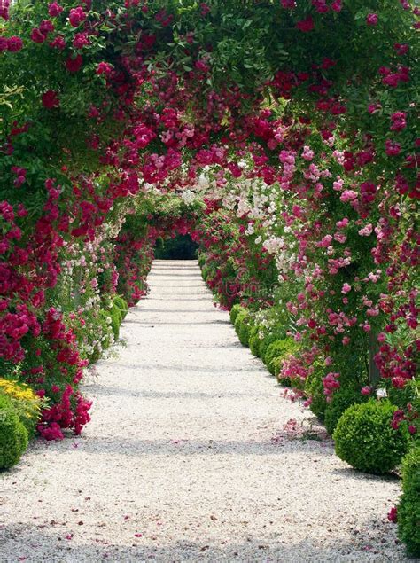 Rose Garden Landscape Royalty Free Stock Images - Image: 965709