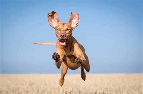 Dog Breeds that Were Meant to Fly | Flipboard