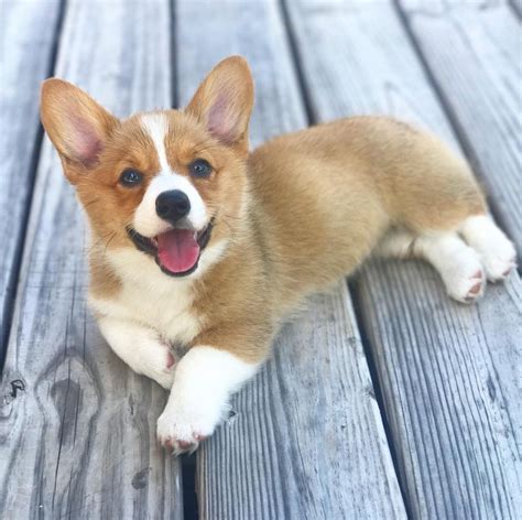 Photos and Fun Facts About Adorable Baby Corgis