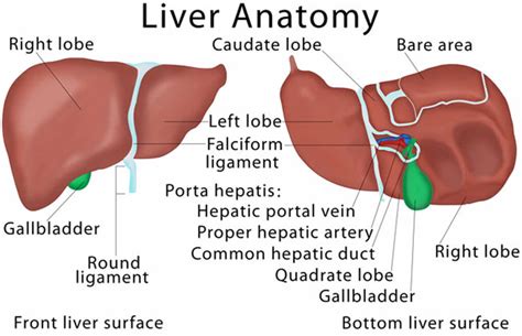 Congenital hepatic fibrosis causes, symptoms, diagnosis, treatment & prognosis