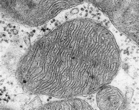 Mitochondrion From A Heart Muscle Cell #6 Photograph by Dennis Kunkel Microscopy/science Photo ...