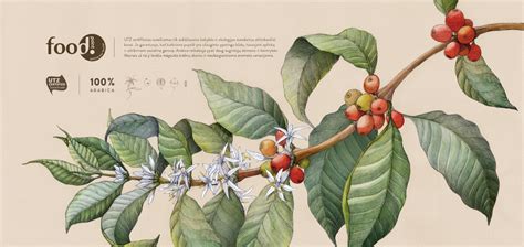 Coffee Plant on Behance