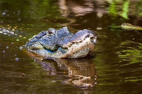 The 9 Best Swamp Tours in New Orleans - Wandering Crystal