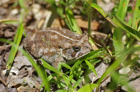 Fowler's Toad Photograph by Aaron Rushin