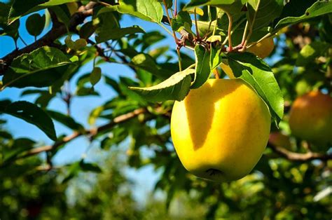 Golden Delicious Apple Tree For Sale | The Tree Center™