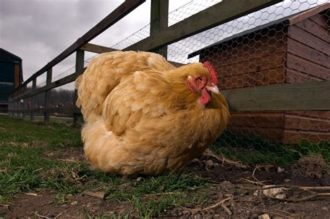 Whole Foods to Stop Selling Chickens So Big They Can't Walk | Money