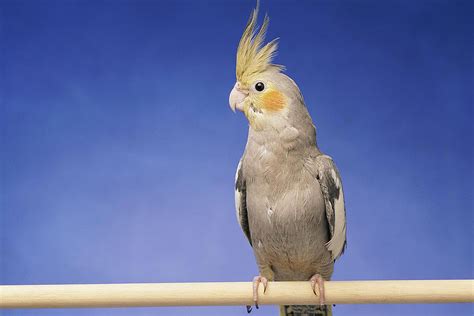 Cockatiels as Pets - Cockatiel Species Profile