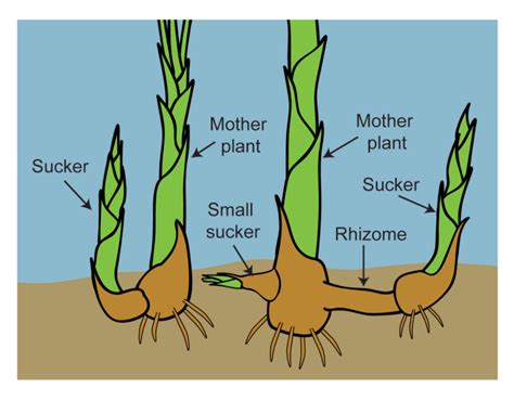 What is a Rhizome? | Rhizome, Mother plant, Plant study