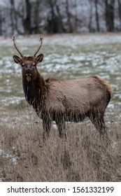 Spike Bull Elk Photographed Elk State Stock Photo 1561332199 | Shutterstock