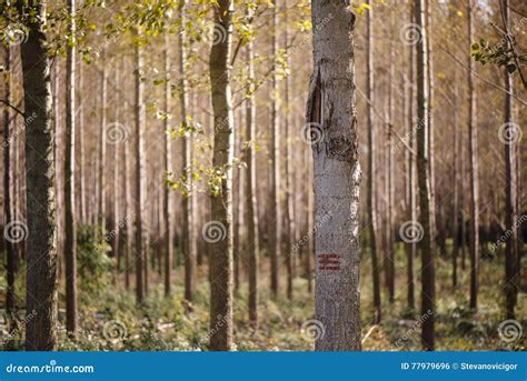 Forestry Paint Marking on Tree Trunks in Woods Stock Photo - Image of ...