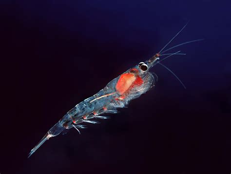 Northern krill