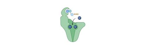 Carrier Proteins: Definition, Function, and Examples