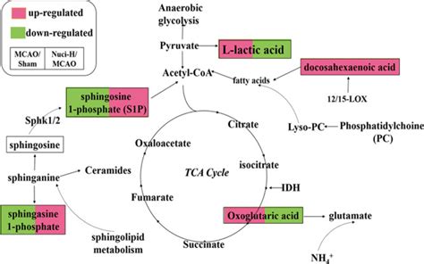 UPLC-Q-TOF/MS-Based Serum Metabolomics Reveals the Anti-Ischemic Stroke Mechanism of Nuciferine ...