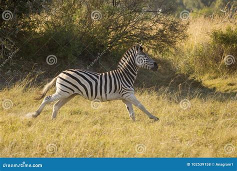 Zebra running stock photo. Image of plains, animal, color - 102539158