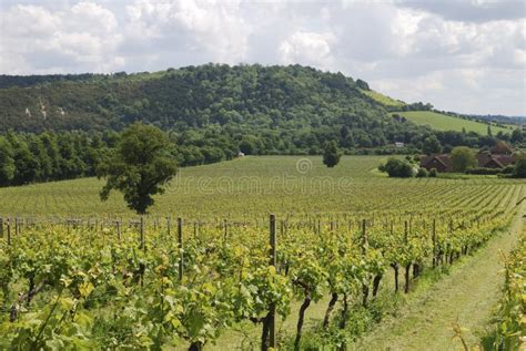 Vineyard at Dorking. Surrey. England Stock Image - Image of grapevine ...