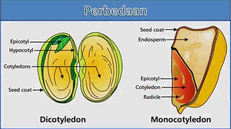 Perbedaan Monokotil dan Dikotil Tumbuhan dengan Contohnya!