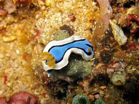 Sea Slug Facts: 12 Beautiful Species - Owlcation