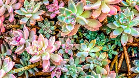 20 Pretty Pink Succulents You Must Grow - Blooming Anomaly