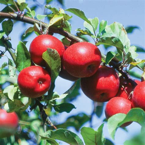 Apple Varieties | 16 Heirloom Apples & What They Taste Like | Pioneer Settler