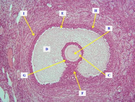 Unit3 BSF2- Female Histology (Natalia's stolen) Flashcards | Quizlet