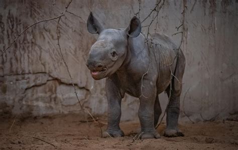 A Rare Baby Rhino Has Been Born At Chester Zoo And She Looks Like She's Loving Life Already