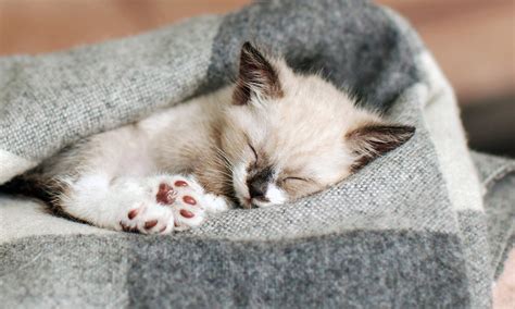 Where Should Kittens Sleep at Night? | BeChewy