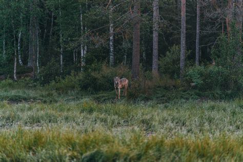 Wildlife in Finland :: Behance