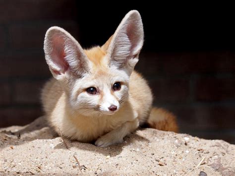 Important Things to Know Before Getting a Fennec Fox as a Pet - Pet Ponder