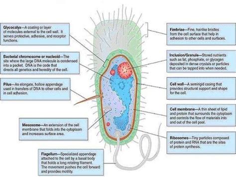 prokaryotic cell structure and function ppt