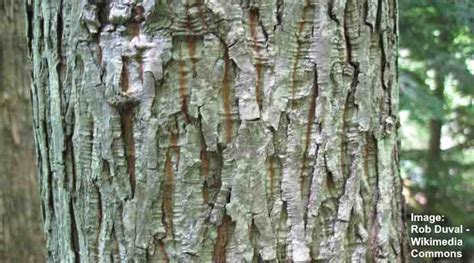 Hickory Trees: Types, Bark, Leaves, Nuts (Pictures) - Identification Guide