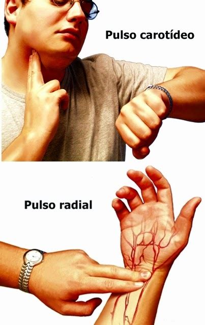 El mejor lugar del cuerpo para tomar el pulso o frecuencia cardíaca