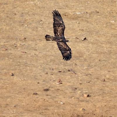 Golden Eagle Migration Explained - Avian Report