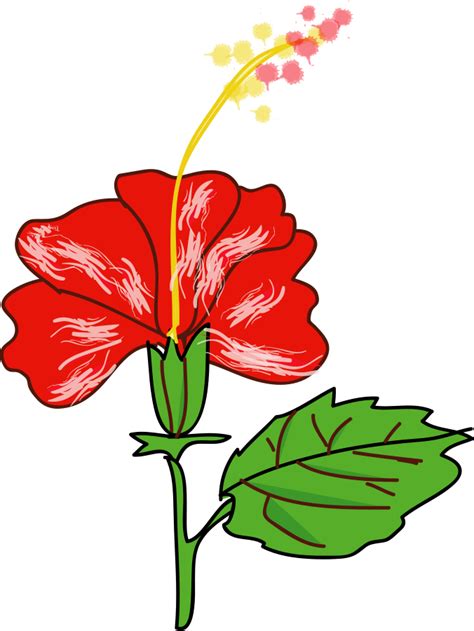 Hibiscus clipart joba, Hibiscus joba Transparent FREE for download on ...