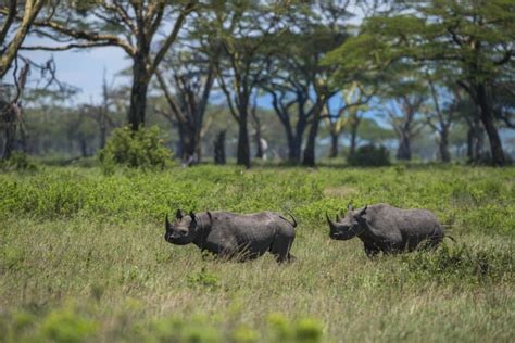 Rhino Conservation - Frankfurt Zoological Society