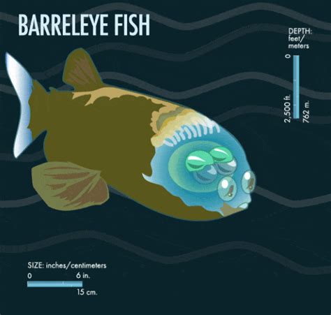 Barreleye Fish Facts